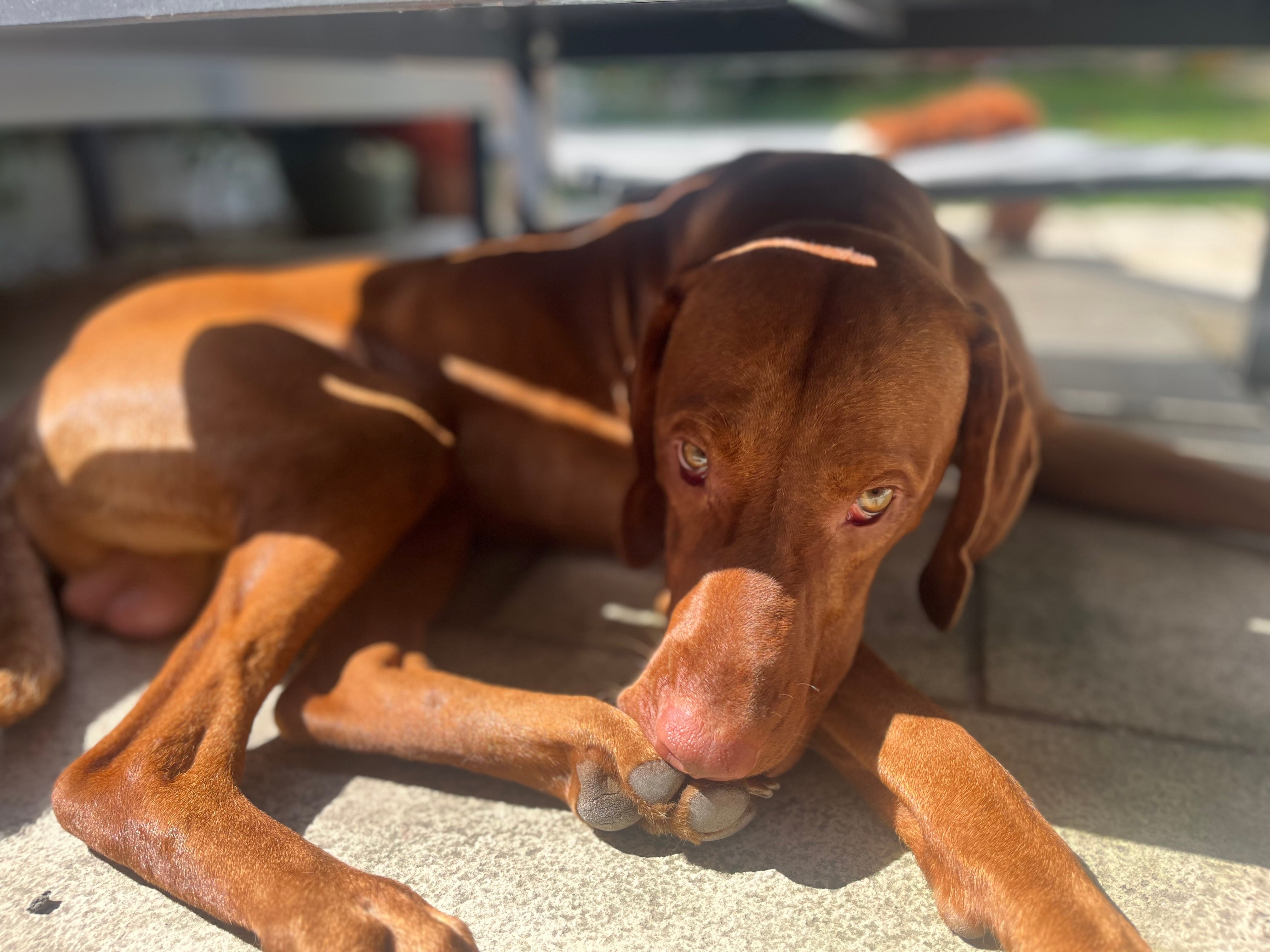 Doggy it's warm out there!