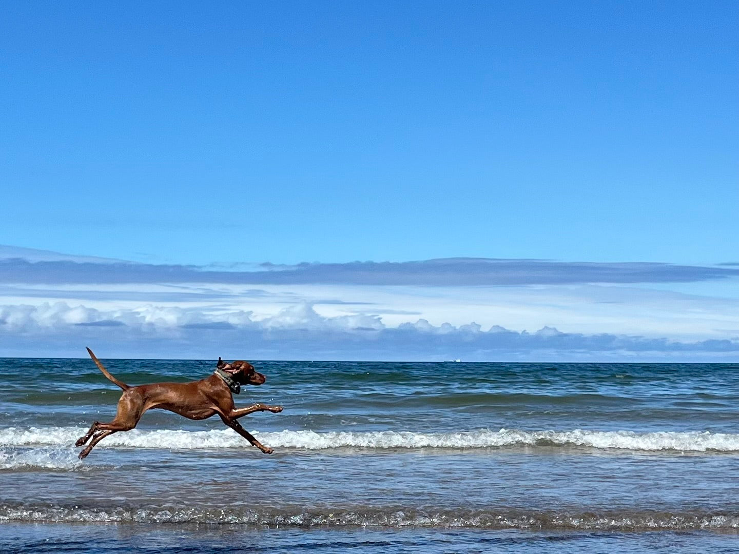 A Dog-friendly review of Whitby And the North York Moors