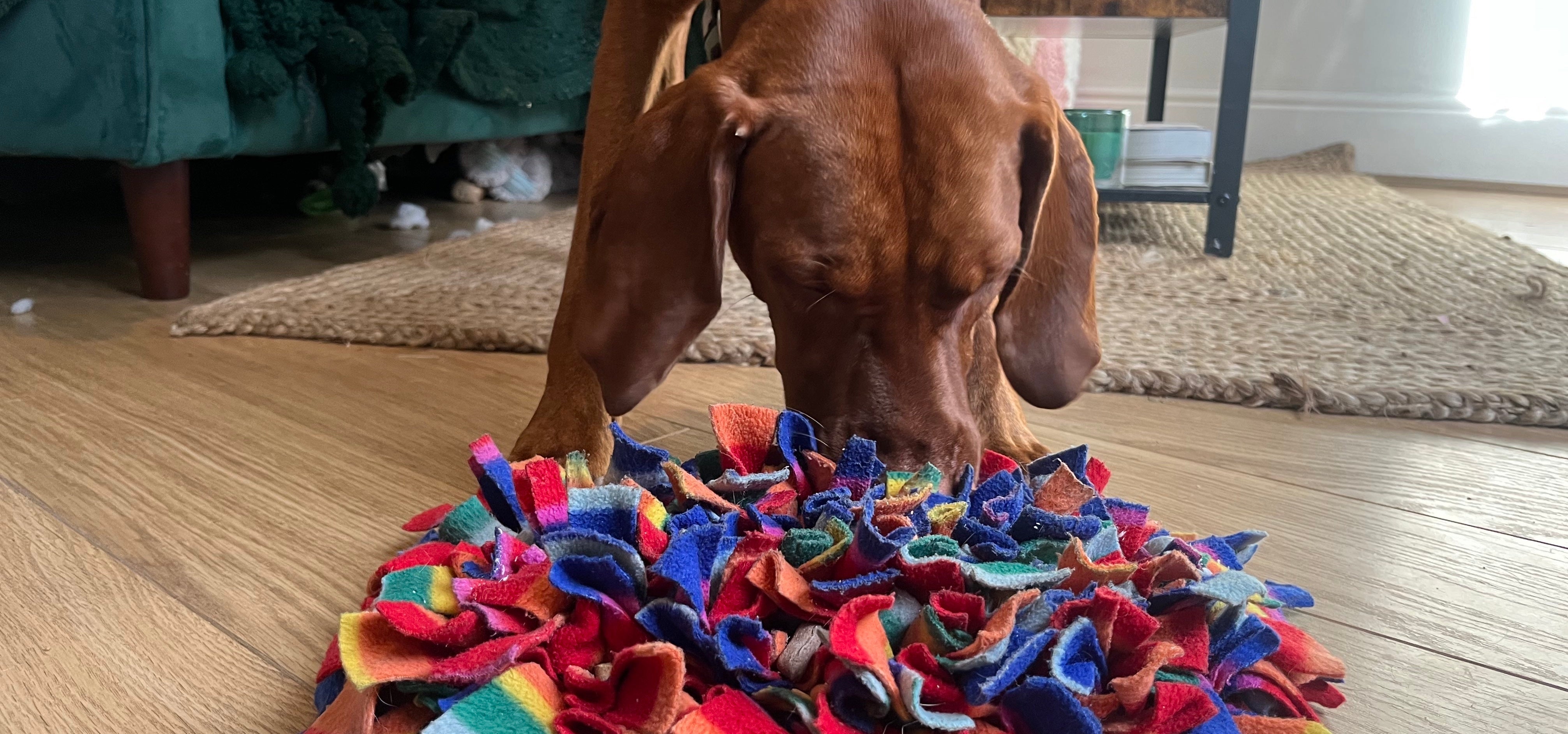 A Dog-Friendly Rainy Day