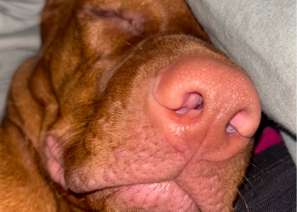 People Snoring - annoying, Pets snoring - so cute!!