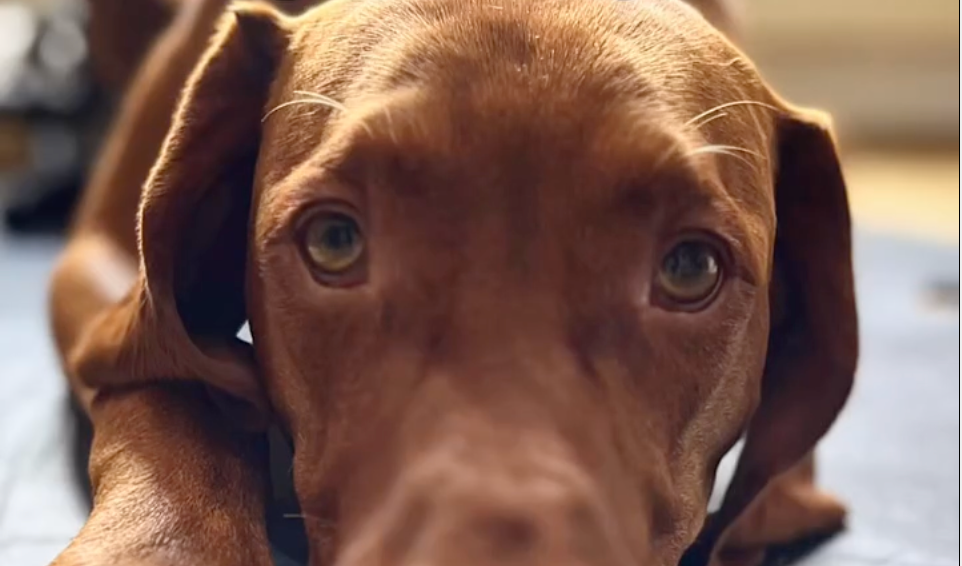 Those Eyes - post your pets today!