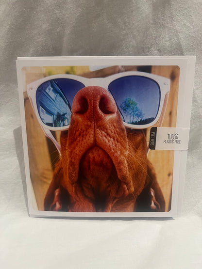Dog in Sunnies Greetings Card