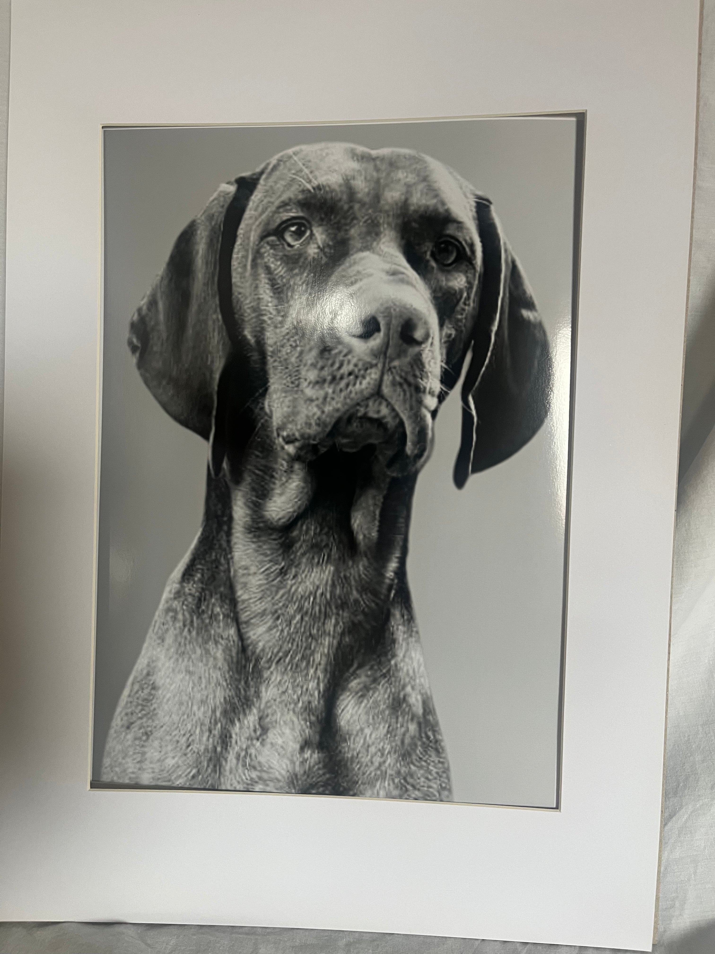 'A Regal Gaze'