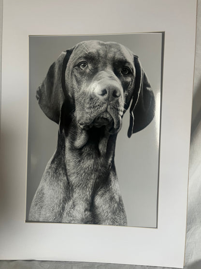 'A Regal Gaze'