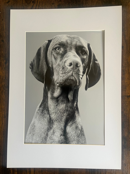 'A Regal Gaze'