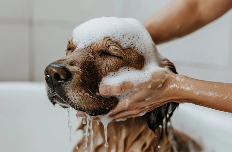 Pet Experiences